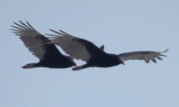 Turkey vulture couple flying