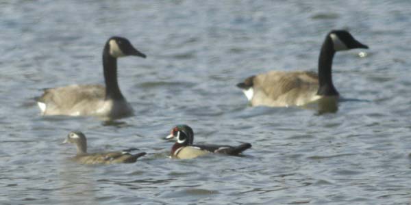 Wood duck couple and Canada goose couple