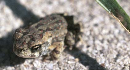 Toad under a blade of grass