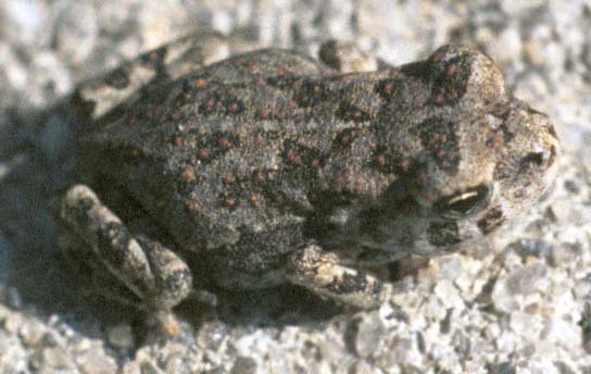 Detail of baby toad