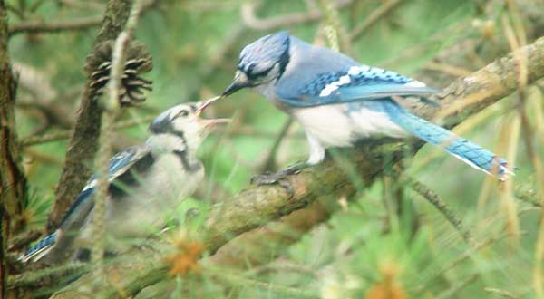 Blue jay fledge and parent