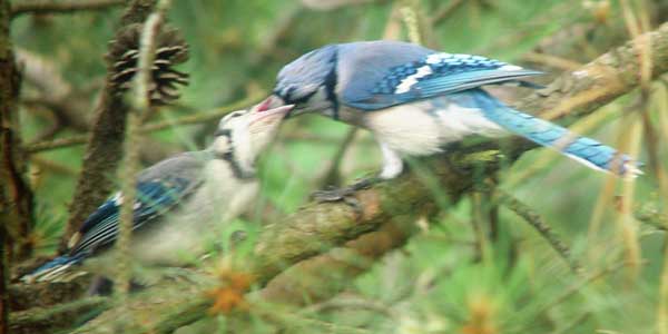 Blue jay fledgling being fed