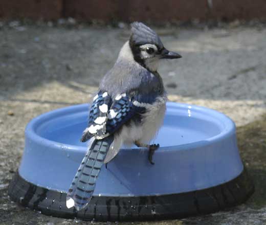 Blue jay at the blue water bowl