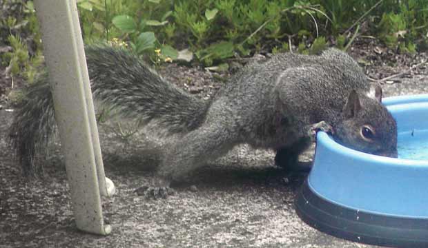 Patches, a gray squirrel, enjoying a drink