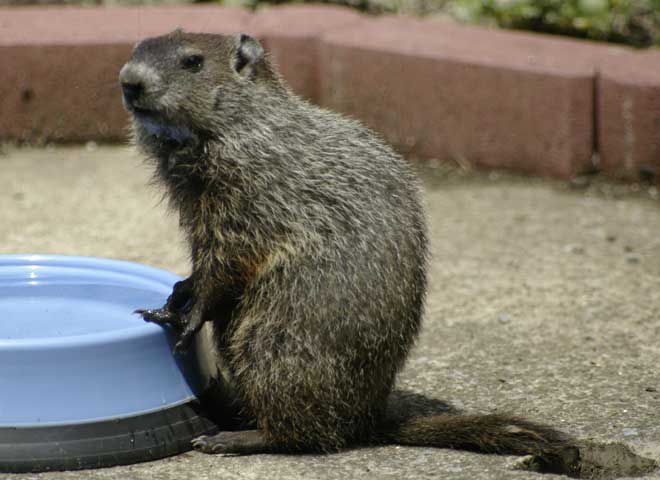 Groundhog and blue bowl