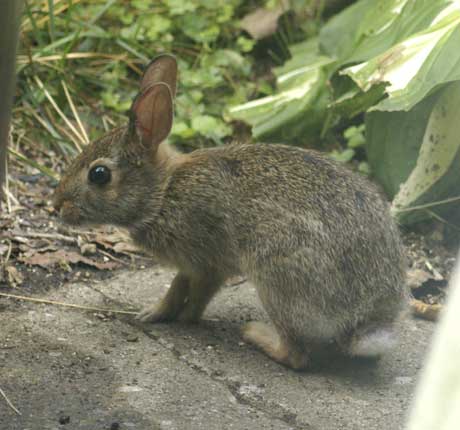Baby eastern cottontail