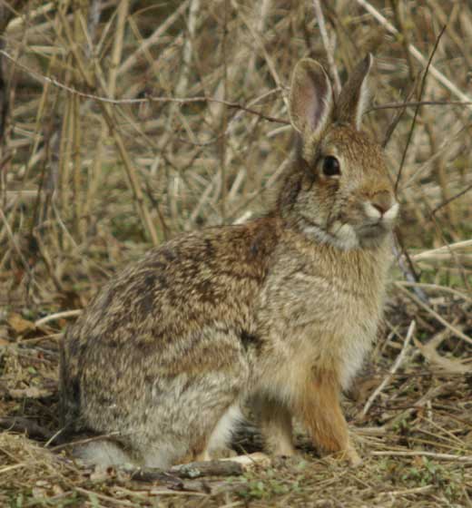 Regal eastern cottontail