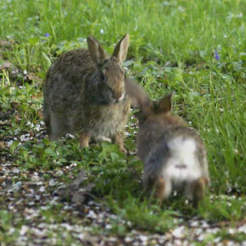 Two cottontails square off