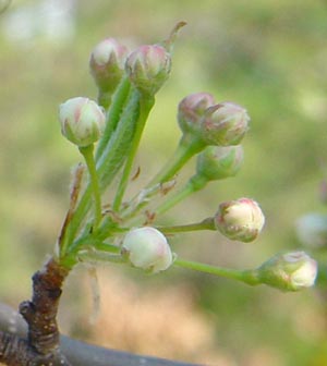 Callery pear bud before bloom