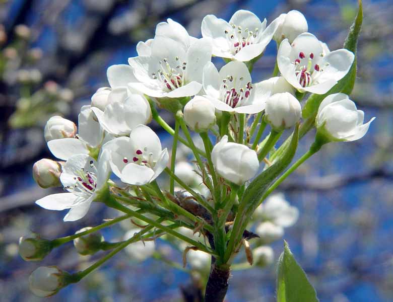 Callery pear blossom