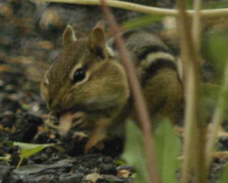 Chipmunk with large pouches