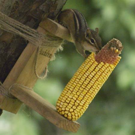 Chipmunk nibbling corncob