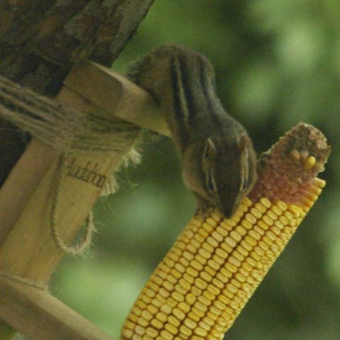 Chipmunk enjoying corncob