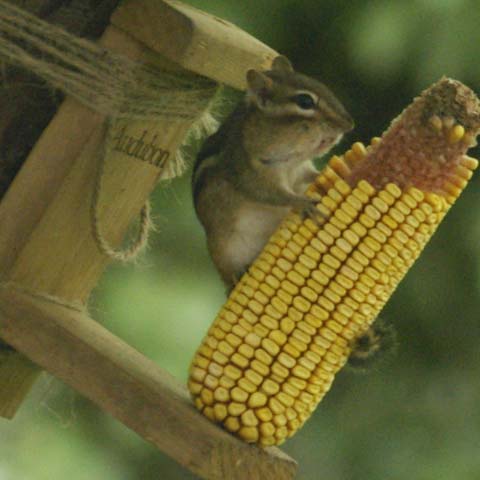 Chipmunk on corncob