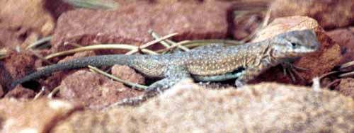 A tiny side-blotched lizard