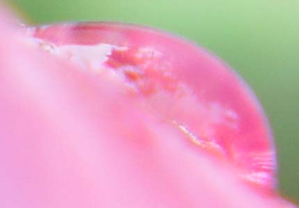 Dewdrop on a rose of sharon