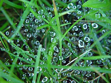 A web worth of dewdrops