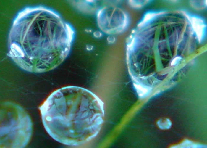 Closeup of web dewdrops
