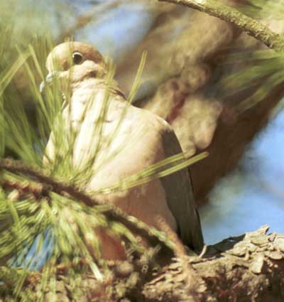peeking mourning dove