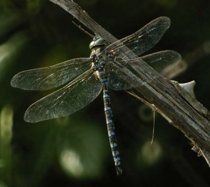 Bluish dragonfly