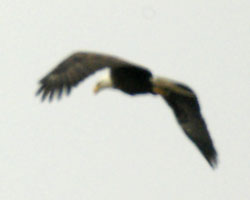 Bald eagle flapping