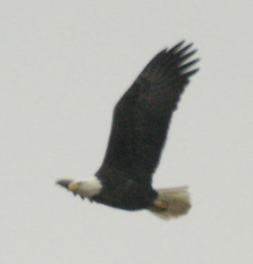 Bald eagle V, or dihedral
