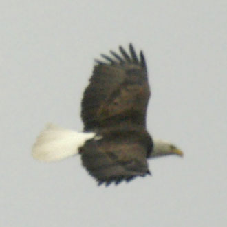 Bald eagle flattening his V.