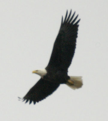 Bald eagle almost at soar