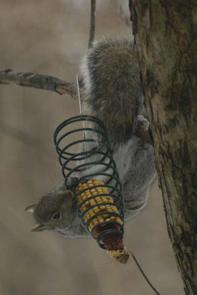 Gray squirrel hanging stretch