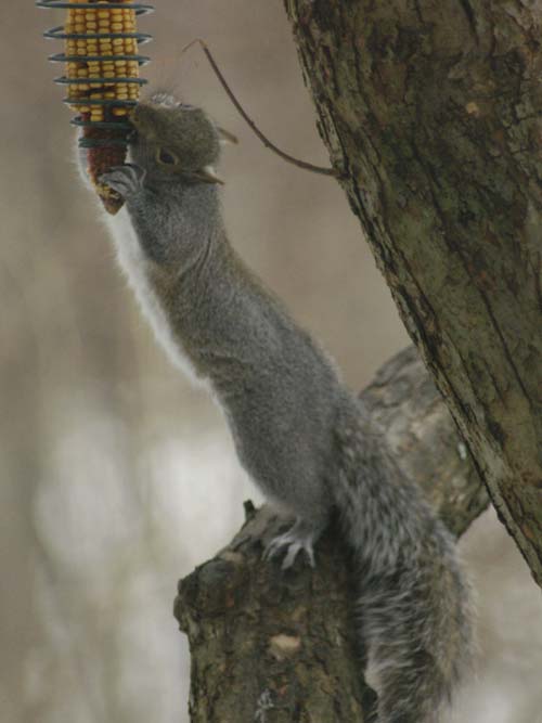Gray squirrel ultra stretch