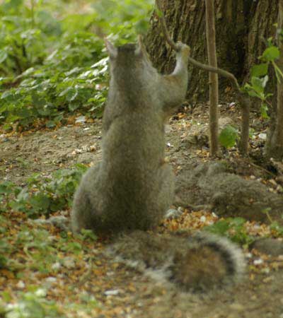 Gray squirrel and squirrel-size pole