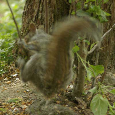 Gray squirrel twirl
