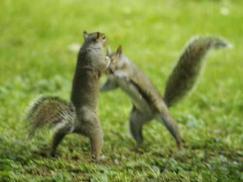 Gray squirrels dancing