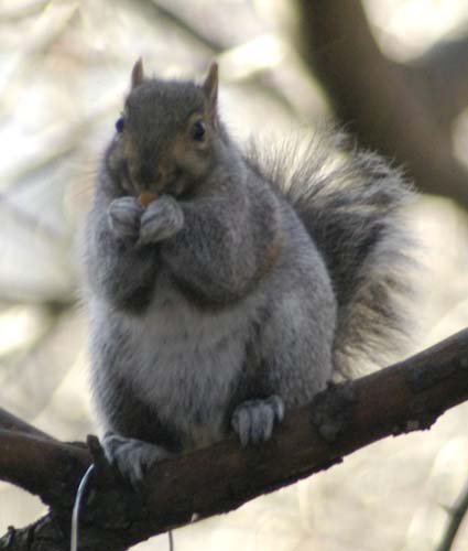 Rhett gray squirrel thinking