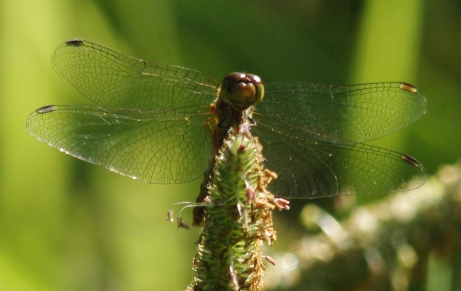 A happy dragonfly