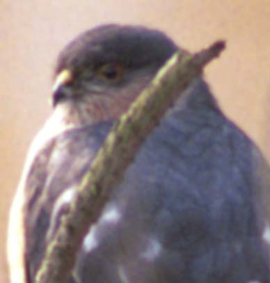 Closeup of hawk face
