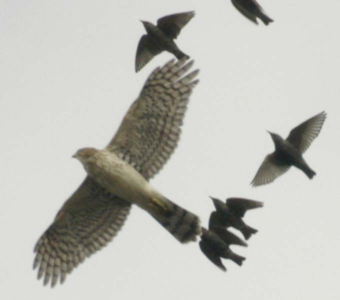 Immature Cooper's hawk and starlings (detail)