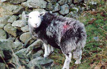 Herdwick