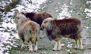 Herdwick rams