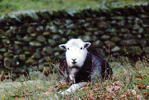 Herdwick