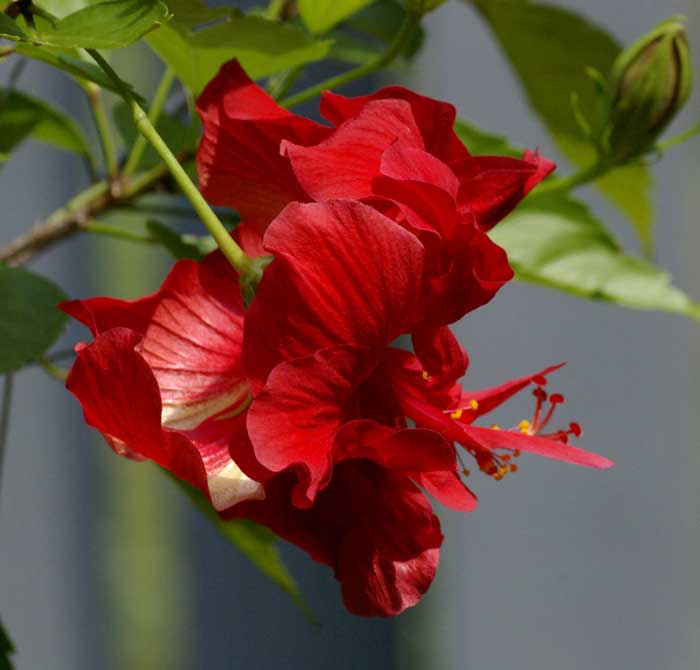 Hibiscus flower, side view