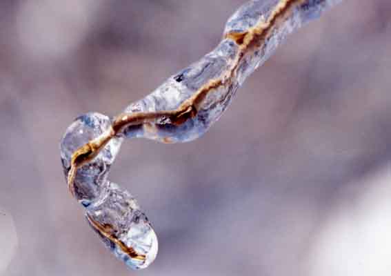 ice twig