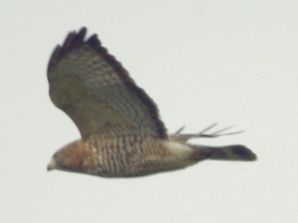 Broadwing hawk