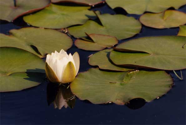 A white water lily