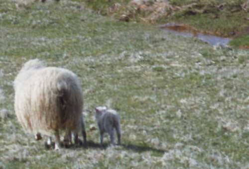 Icelandic mom and lambs