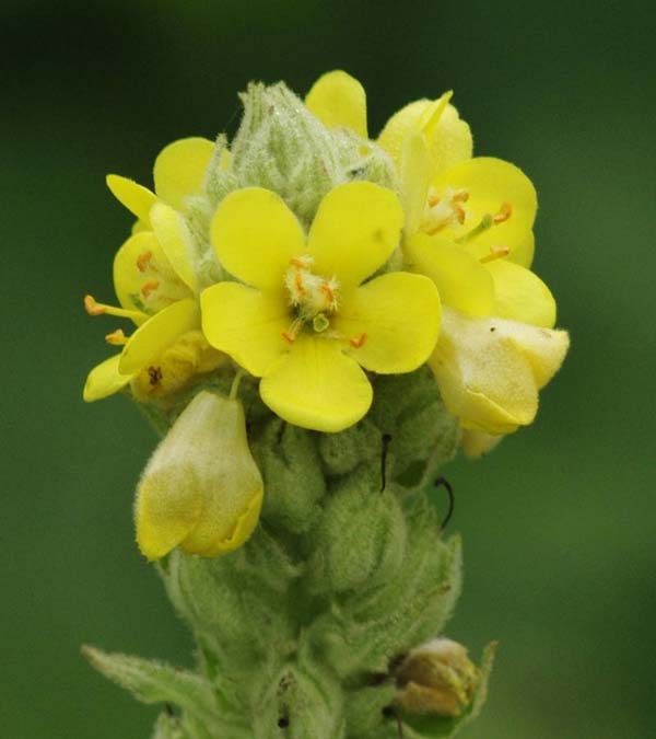 Common mullein blossoms