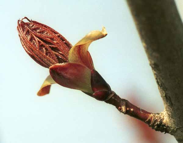 Norway maple bud