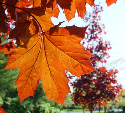 Backlit Norway maple leaf