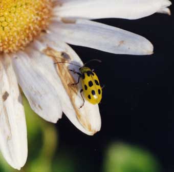 Pseudo ladybug on daisy