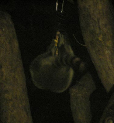 Raccoon on a swing